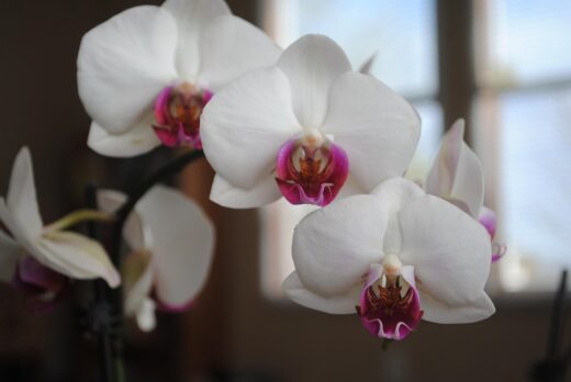 Orchidea come regalo: cosa dice e a chi si adatta